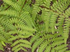 Image result for Dryopteris ruwenzoriensis