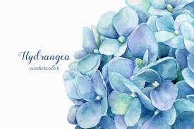 Blue Floral Clip Art Watercolor Flower Blue Hydrangea Etsy In 2021 Watercolor Flowers Hydrangea Painting Watercolor Hydrangea