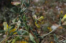 Image result for Tessmannia burttii