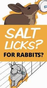The rope cannot be a blended because it is made from a plant, jute rope is safe for rabbits. 850 Rabbit Health Ideas In 2021 Rabbit Pet Rabbit Rabbit Care