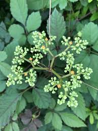 Image result for Vitaceae