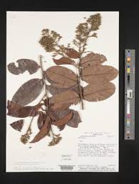 Image result for Hirtella zanzibarica