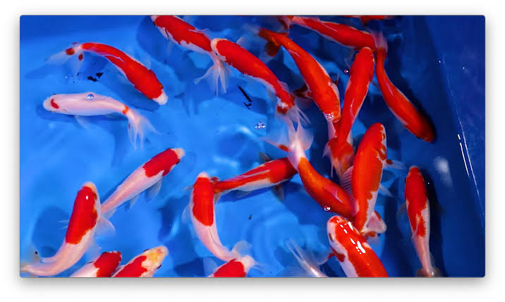 Wakin Fancy Goldfish | Next Day Koi