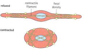 It is divided into two subgroups; Smooth Muscle Cells The School Of Biomedical Sciences Wiki