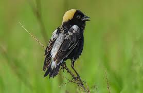 Birds Of Northern Illinois Bobolink Northern Illinois Usa With Images Ornithology Animals Birds