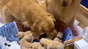 They're fluffy little teddy bears that are golden retriever puppy health issues. Happy Golden Retriever Dad Excited To Meet Newborn Puppies Youtube
