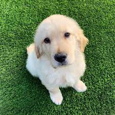 Adding a golden retriever puppy to your family is a very important decision; Golden Retrievers Puppies County Side Home Facebook