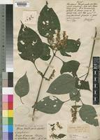 Image result for Isoglossa