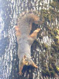 Angry Squirrel Nature Photography Squirrel Animals