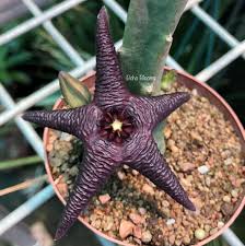 Image result for Euphorbia baylissii