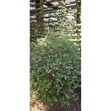 Image result for Jamesbrittenia albobadia