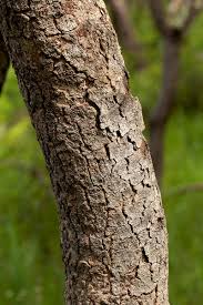 Image result for Monotes africanus