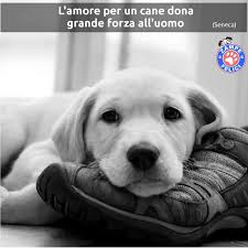 Frasi Sui Cani Le Piu Belle Citazioni Di Sempre