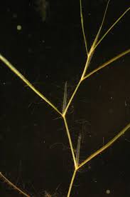 Image result for Potamogeton pusillus