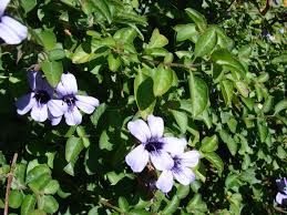 Image result for Dyschoriste thunbergiiflora