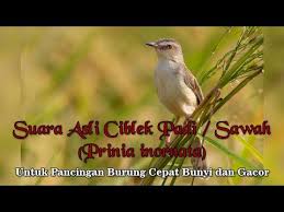Racikan khusus makanan atau pakan ciblek harian dan lomba agar rajin berbunyi, gacor dan ngebrem. Suara Asli Burung Ciblek Sawah Padi Pari Untuk Pancingan Burung Gacor Prinia Inornata Youtube