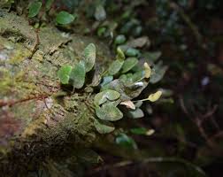 Image result for Elaphoglossum kivuense