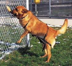 How can i stop my dog from jumping my fence? The Best Dog Fence Jumping Prevention Top Dog Tips