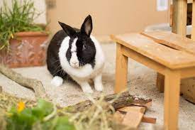 Kaninchen zu hause sind immer eine menge positiver emotionen. Kaninchenhaltung Wie Halte Ich Kaninchen Richtig Peta Deutschland E V