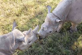 Image result for Rinorea laurentii