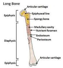 This image shows compact bone in cross section. The Parts Of A Healthy Long Bone With A Cross Section Showing The Inside Of The Bone Basic Anatomy And Physiology Anatomy And Physiology Anatomy