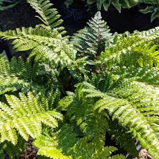Image result for Polystichum transvaalense