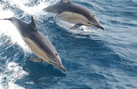 Common Dolphin Wikipedia