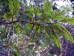 Image result for Newtonia