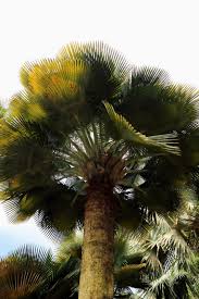 Image result for Copaifera baumiana