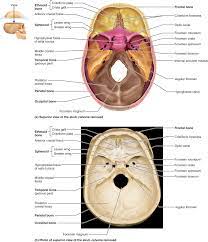 Part 1 The Axial Skeleton 7 1 The Skull Consists Of 8 Cranial Bones And 14 Facial Bones Human Anat Anatomy Bones Axial Skeleton Human Anatomy And Physiology