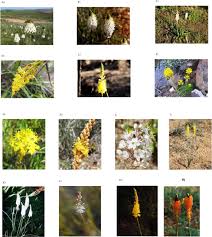 Image result for Bulbine asphodeloides