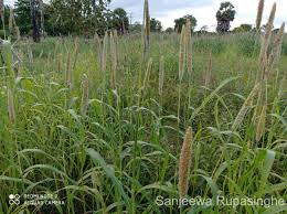 Image result for Cenchrus americanus