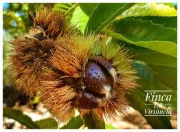 Maybe you would like to learn more about one of these? Finca La Virinuela Galaroza Desde 80 Rumbo