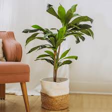 Image result for Dracaena