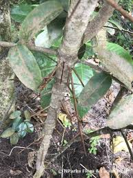 Image result for Scolopia