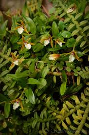 Check spelling or type a new query. Challen Willemsen On Twitter Dinema Polybulbon Growing Together With Dichaea Sp Todayinmygarden Orchidspecies Orchids Flowers Botany Guatemala Orquideas Https T Co 1aga3z4zhm