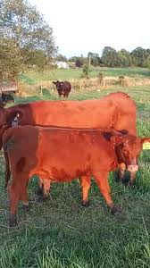 Calling ALL Show Parents! THIS IS YOUR CHANCE! Slide in my DM’s for serious  inquiries and I’ll get you in touch with @hoxiehillfarm #stockshow  #donation #southdevon #cattle #showdad #livestock #4h ...