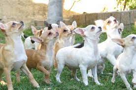 Cute Shelley Traphagan And Ashley Fisher Can You Imagine Having This Many Of Sheba Or Cheech Go Perros Chihuahua Perritos Chihuahuas Cachorros Chihuahua