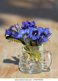 Image result for Swertia pleurogynoides