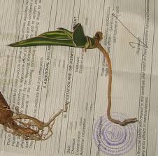 Image result for Heinsia zanzibarica