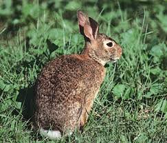 Rabbit Facts Pets Britannica