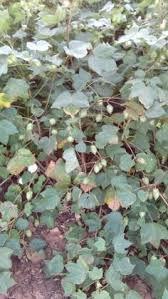 We did not find results for: 17 Cotton Tree Ideas Tree Plants Flower Bed Designs