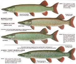 Muskie Chart Then Aaron Showed Me Teeth Jaw Line To