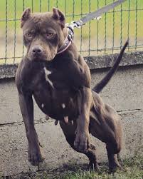 Check spelling or type a new query. Pin Em American Pit Bull Terrier