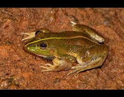 Image result for Sabicea bequaertii