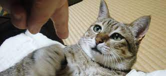 猫のしっぺがえし: 虎猫の気まぐれシネマ日記
