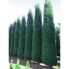 Cupressocyparis Leylandii Blue Jeans Leyland Zypresse Blue Jeans Backyard Landscaping Garden Architecture Amazing Gardens