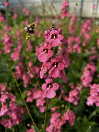 Image result for Diascia