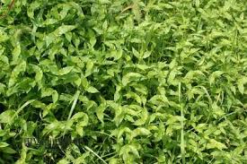 Image result for Arthraxon