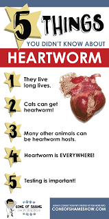 In fact, a pet can become infected with heartworms anywhere and at any time. 5 Things You Didn T Know About Heartworms Heartworm Healthy Pets Dog Illnesses